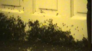 Thousands of swarming winged ants [upl. by Myk]