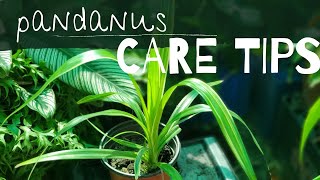 PANDANUS  How I care for Pandanus  Pandanus Care Tips [upl. by Ragse]