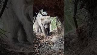 This boy got trapped in a bears cave [upl. by Tiny895]