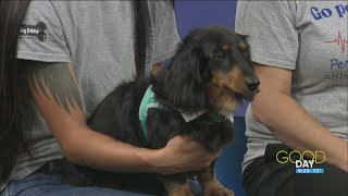 Off to the races Whos the fastest dachshund  Good Day on WTOL 11 [upl. by Aecila]