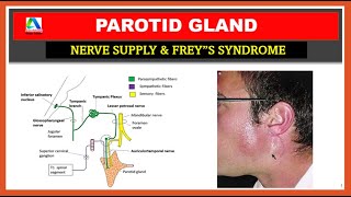 Parotid gland anatomy  parotid gland nerve supply  Freys syndrome [upl. by Adlay149]