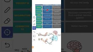 what are the receptors and effectors  difference between receptor and effectors  shorts biology [upl. by Khosrow225]