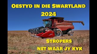 Oestyd in die Swartland 2024 [upl. by Ching895]