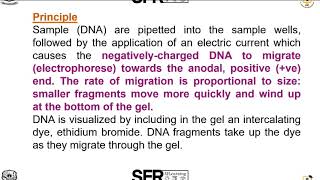 Agarose gel Electrophoresis by DrSRadha Assistant Professor of Microbiology [upl. by Agle]