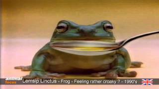 Lemsip Linctus and Expectorant  Croaky Frog  Starts crooning [upl. by Ahsieyk32]