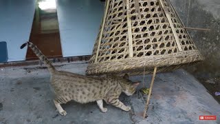 Simple best Cat Trap  How To Catch A Cat [upl. by Martens]