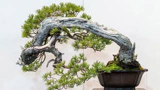 The 97th Kokufu Bonsai Show 2023 Part 1 Tokyo Japan [upl. by Ragan]