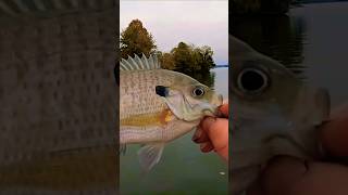 FEISTY Little Bluegill Catch 😃😃😃 Shorts Fishing [upl. by Narib]