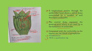 Polytrichum  Antheridium [upl. by Stromberg]