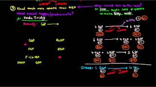 Pentose Phosphate Pathway Part 3 of 5  Control and Regulation Details [upl. by Adams]