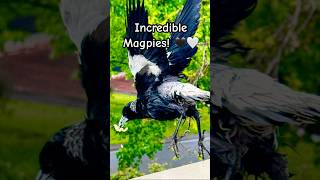 Magpies singing in the rain a beautiful sound☔️ magpie birdsounds magpie [upl. by Mencher53]