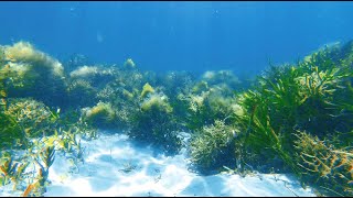 Seagrass Forest [upl. by Sipple]