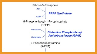 Purine Synthesis [upl. by Geoff190]