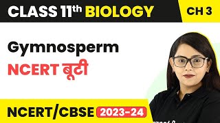 Gymnosperm  NCERT बूटी  Plant Kingdom  Class 11 Biology Chapter 3  NCERTCBSE [upl. by Berner]