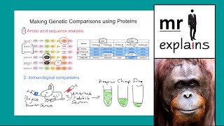 mr i explains Making Genetic Comparisons using Proteins [upl. by Autum194]