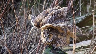 Awakening A Longeared Owl comes to Life [upl. by Angelina]