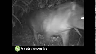 Tapir Tapirus terrestris quotSachavacaquot [upl. by Anura]