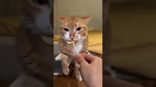 Funny cats❤️aww🥺😍 shorts viralvideo short ytshorts [upl. by Tierza230]