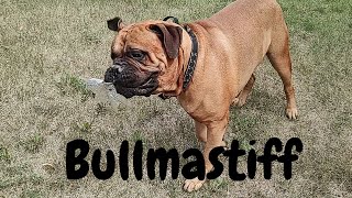 Bullmastiff  The Chill Dog Breed [upl. by Roscoe]