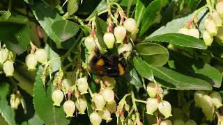 BuffTailed Bumblebee on arbutus flowers [upl. by Ayanej]