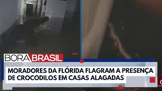 Crocodilos são flagrados em casas alagadas após passagem do Furacão Milton I Bora Brasil [upl. by Nalym]