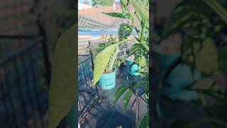 Tomato Hornworm on Jalapeno Plant  Hornworms in Garden gardening pests [upl. by Lorne204]