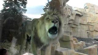 Lion Roaring at the Brookfield Zoo [upl. by Kristofor]