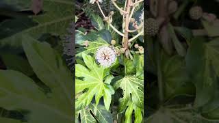 Fatsia japonica variegated blooms [upl. by Adilen]