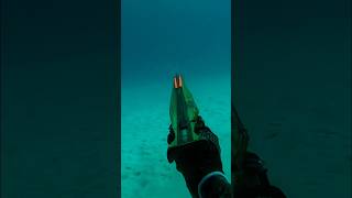 Una bellissima cattura di un dentice AUSTRALIANO spearfishing pescasub fishing [upl. by Tatum]