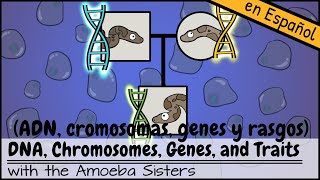 ADN cromosomas genes y rasgos [upl. by Stavro]