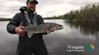 Voyageurs National Park Walleye  100 fish per day [upl. by Nediarb90]