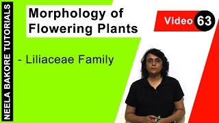 Morphology of Flowering Plants  NEET  Liliaceae Family  Neela Bakore Tutorials [upl. by Umeko]