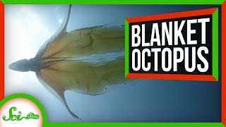 The Most Incredible Octopus You’ve Never Heard of The Blanket Octopus [upl. by Ina891]