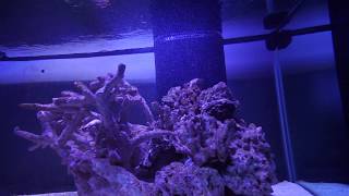 Jebao RW20 wavemaker  180 Gallon reef flow test [upl. by Curry]