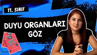 9 GÖZ  DUYU ORGANLARI 1  11 SINIF  AYT BİYOLOJİ DERS NOTLARI  2024 [upl. by Hulton68]