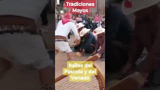 Tradiciones Mayos del Pascola y del Venado [upl. by Ttihw]