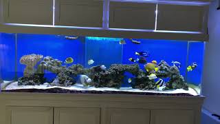 My 300g aquarium fish tank aquarium FOWLR [upl. by Anirda993]