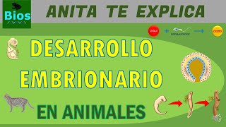 Desarrollo embrionario en animales [upl. by Rosina]