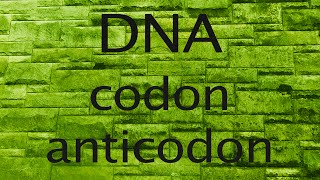 DNA codon or anticodon [upl. by Weinberg248]