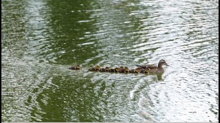 Madame Cane Colvert promène ses Canetons [upl. by Holmes]