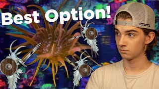 How to remove Aiptasia Berghia Nudibranchs a solution without side effects [upl. by Ahsenrad]