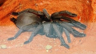 Phlogius Nunn Female  New Tarantula in her display enclosure [upl. by Abbub]