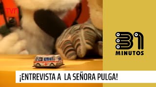 ¡Entrevista a la señora Pulga  31 Minutos [upl. by Ynahpets]