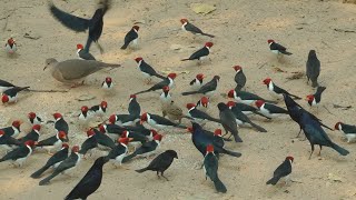 Bird feeding time Pouso Alegre Lodge Brazil [upl. by Benkley]