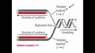 Types of DNA Replication [upl. by Barrie]