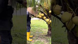 Kelapa gading pokok rendang kelapa berkebun fypyoutube [upl. by Ailemrac]