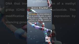 DNA Methylation simplified [upl. by Terryn]