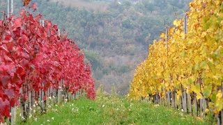 PAESAGGI UMBRI IN AUTUNNO Umbria  Full HD [upl. by Derreg]