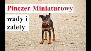 Pinczer Miniaturowy  WADY i ZALETY [upl. by Josie]