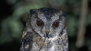 Indian Scops Owl Call🦉 birds wildlife birdnet nature birdsounds birdcall birdcalling owl [upl. by Cavan]